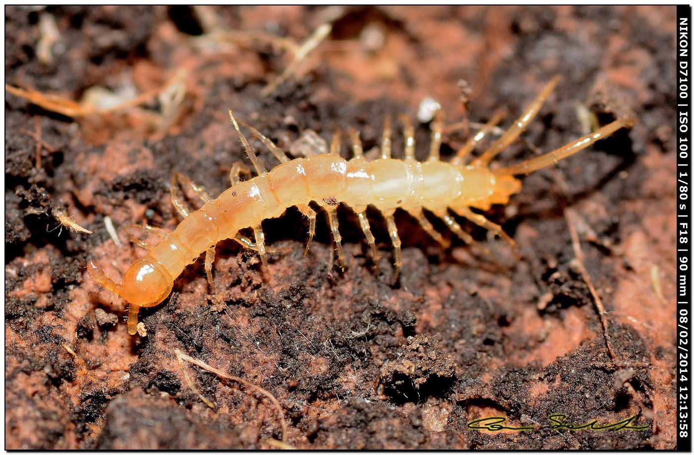 Lithobiidae? Lithobius cfr microporus